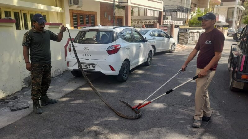 वन विभाग की तत्परता से टली बड़ी अनहोनी, विषैला किंग कोबरा जंगल में छोड़ा गया