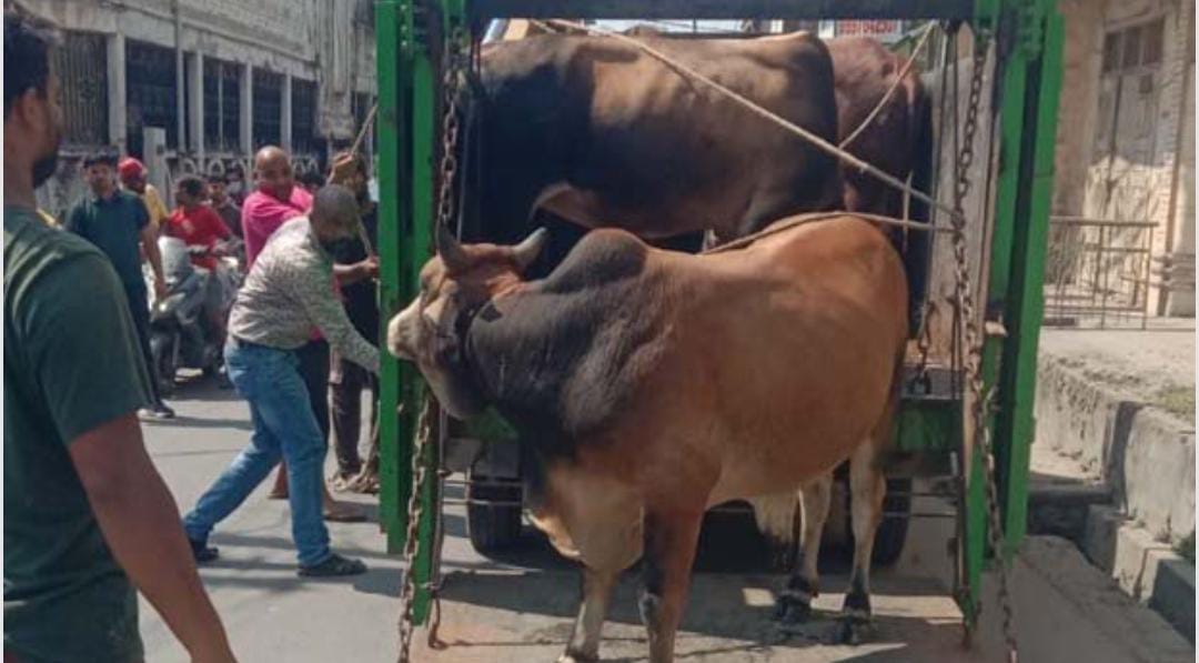 पासवान और मोघा की सख्ती का असर, निगम का लक्ष्य 600 निराश्रित गोवंश हटाने का