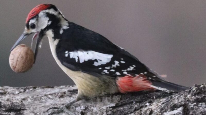 डीपीएस फेरूपुर में वन्यजीव सप्ताह का भव्य आयोजन, छात्रों ने जताई प्रकृति से जुड़ाव की प्रेरणा