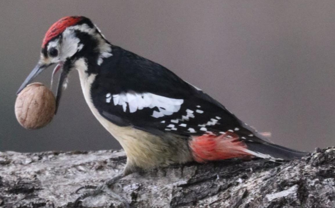 डीपीएस फेरूपुर में वन्यजीव सप्ताह का भव्य आयोजन, छात्रों ने जताई प्रकृति से जुड़ाव की प्रेरणा