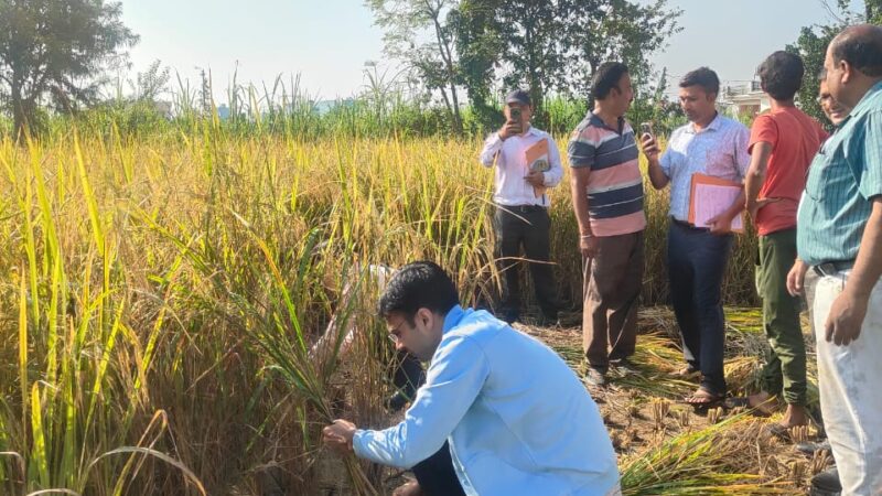 खेत में दरांती थामे दिखे डीएम सविन, बोले—किसानों से सीखने आया हूँ
