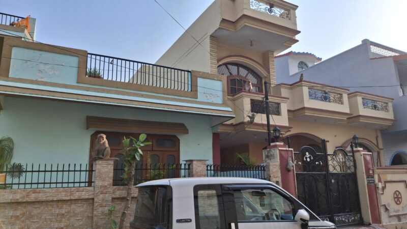 घर से सड़क तक बंदरों का कब्जा, कार्रवाई को तरसे उग्रसेन नगरवासी