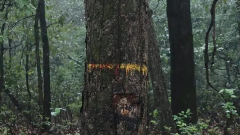 धामी का बड़ा फैसला: सात मोड़ परियोजना में 3 हजार पेड़ों की कटाई फिलहाल स्थगित
